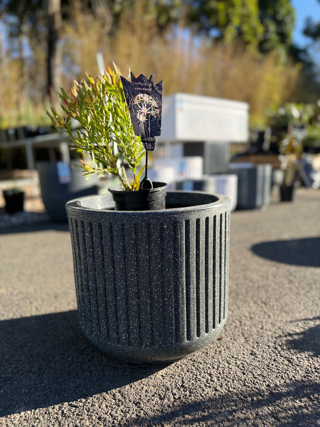 Large Cosmic Planter Pot