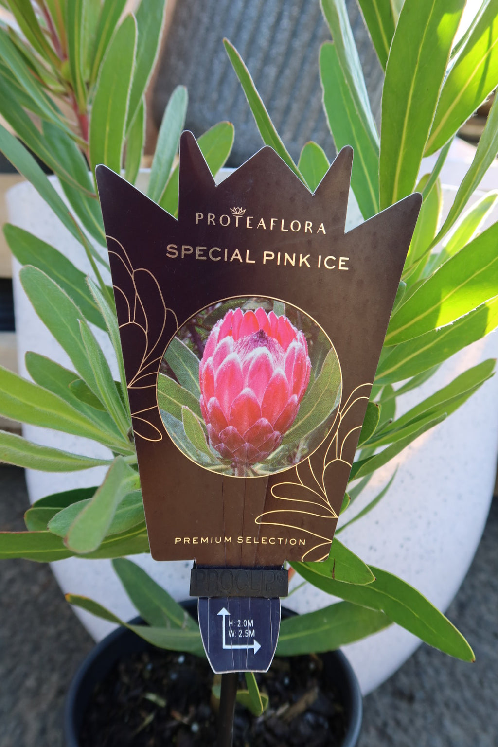 Protea ‘Special Pink Ice’