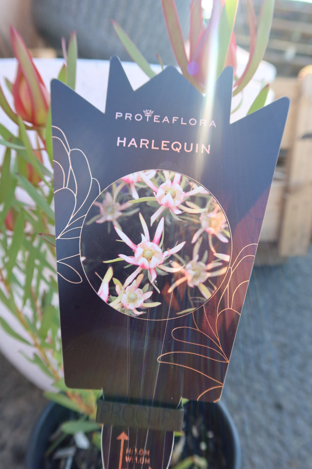 Protea ‘Harlequin’