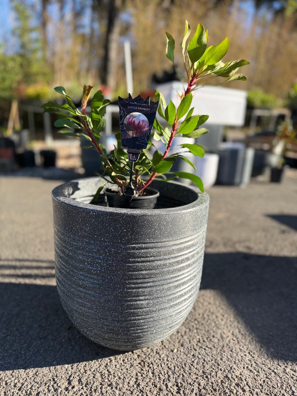 Ripper Pot Medium