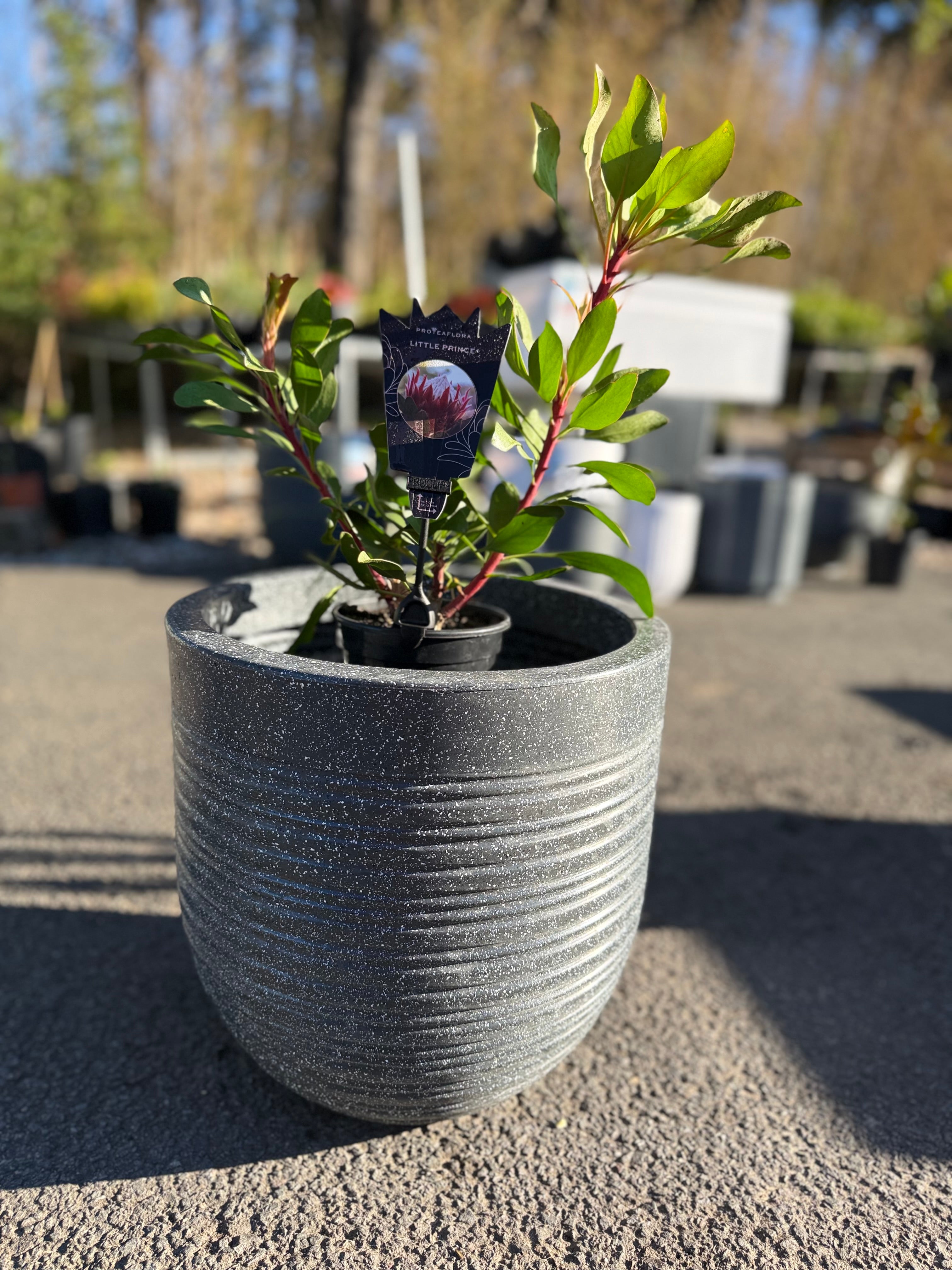 Ripper Pot Medium