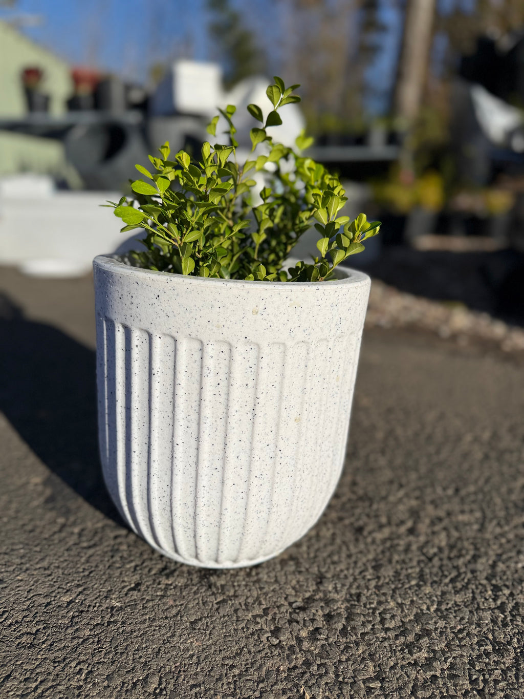 Egg Shaped Pot (Small Size)
