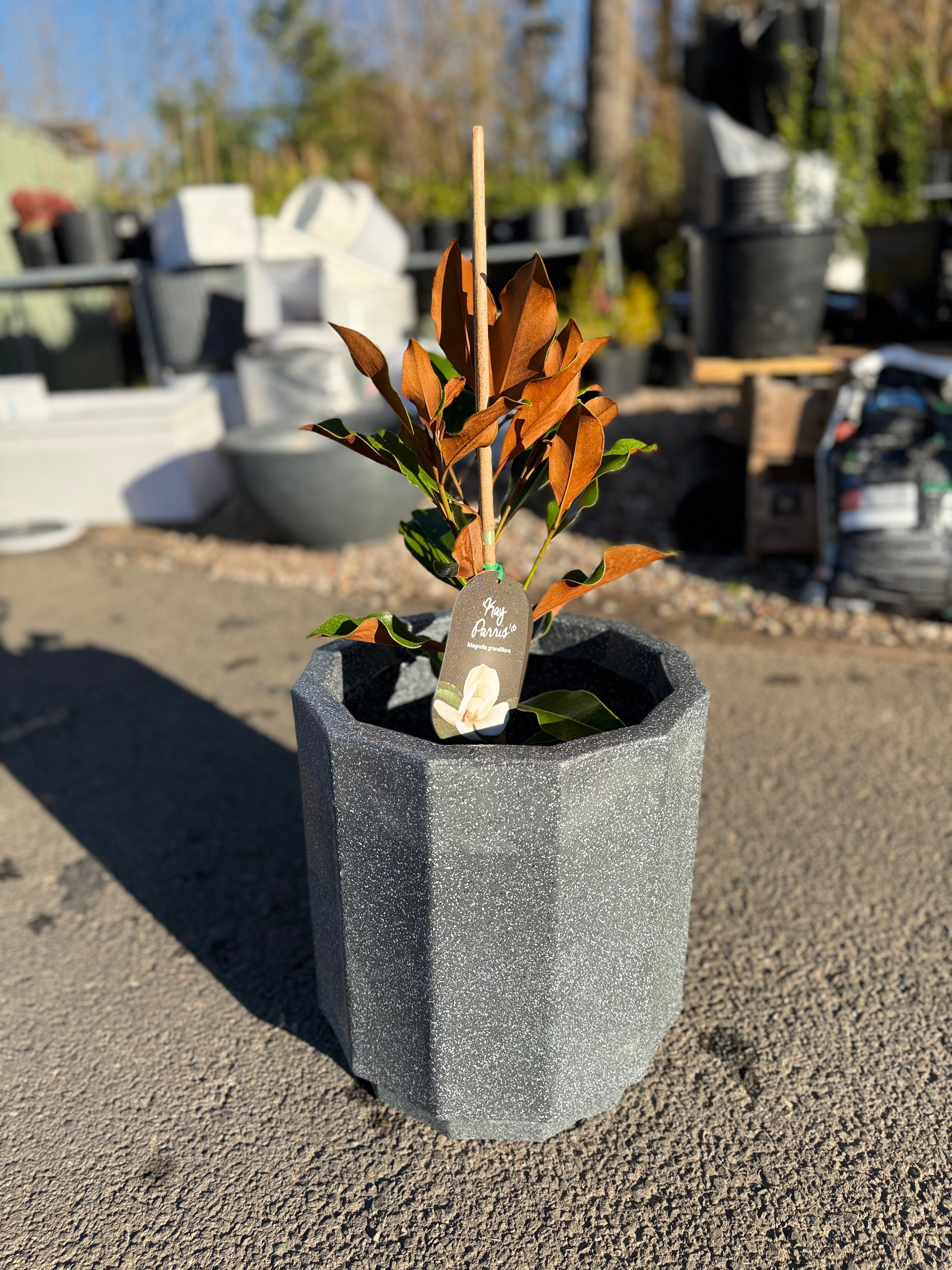 15 inch Sirroco Pot