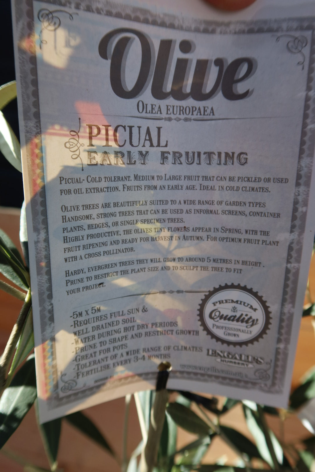 Olive Tree ‘Picual’