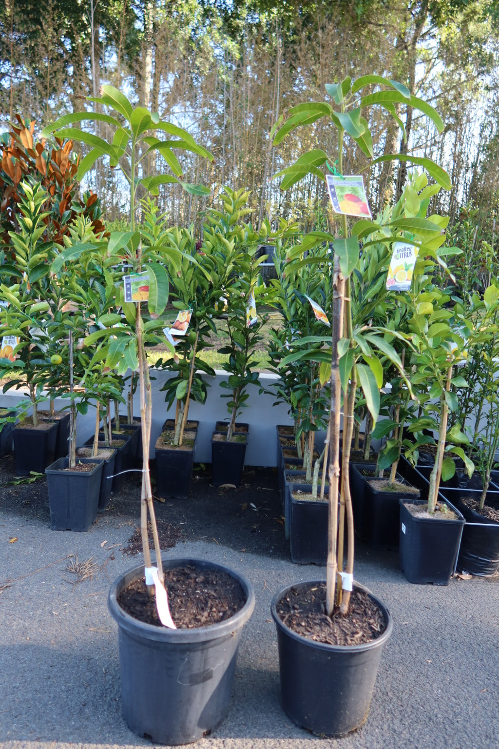 Mango ‘Kensington Pride’