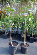 Mango ‘Kensington Pride’