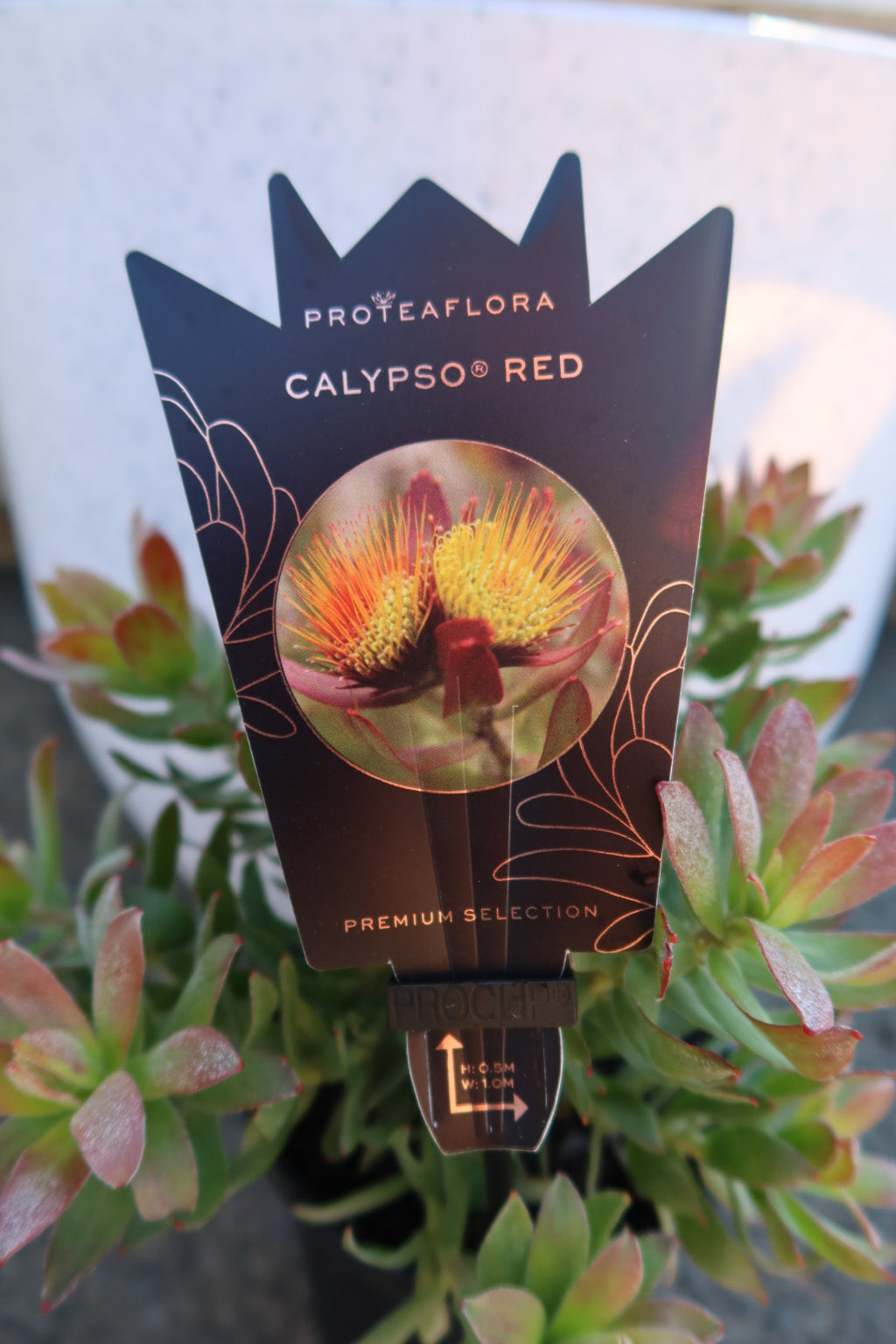 Protea ‘Calypso Red’