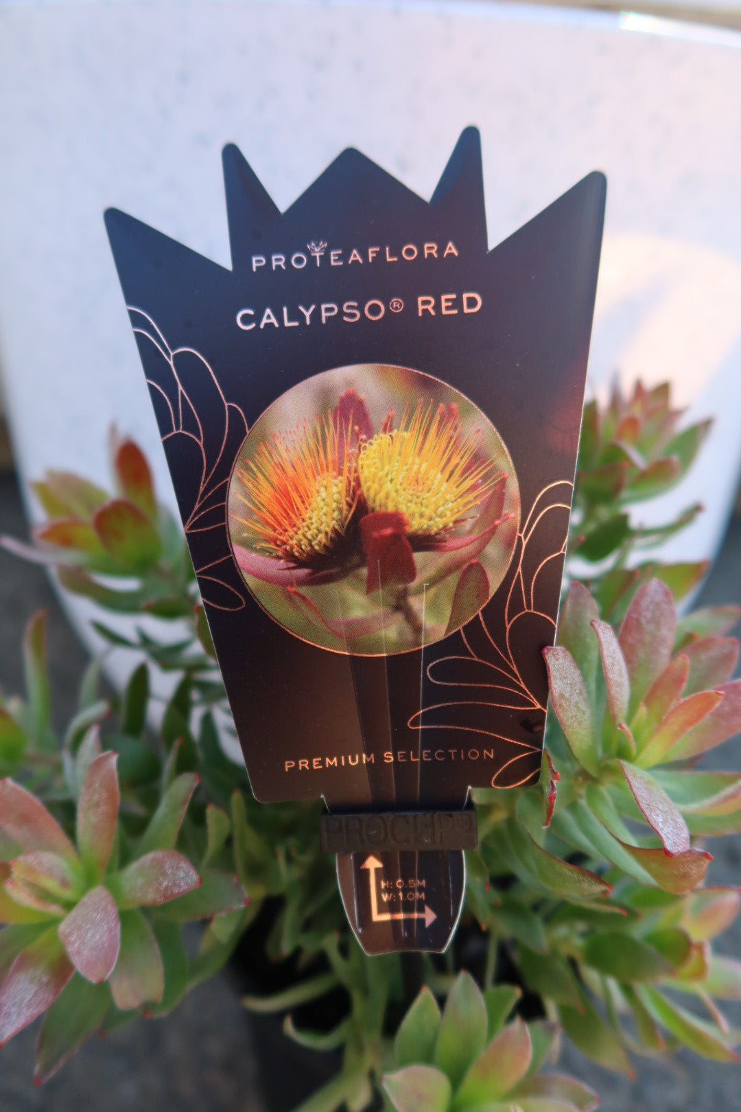 Protea ‘Calypso Red’