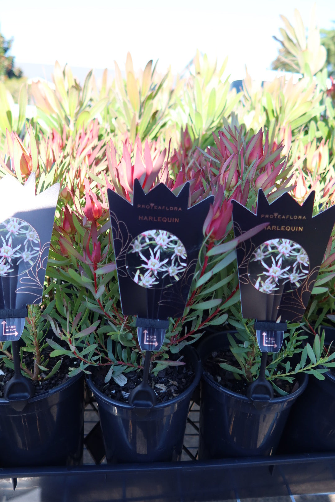 Protea ‘Harlequin’