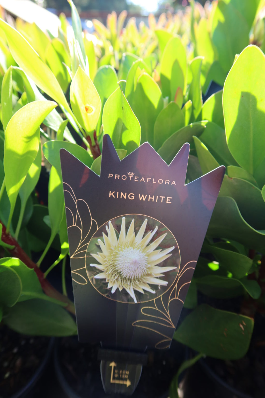 Protea ‘King White’