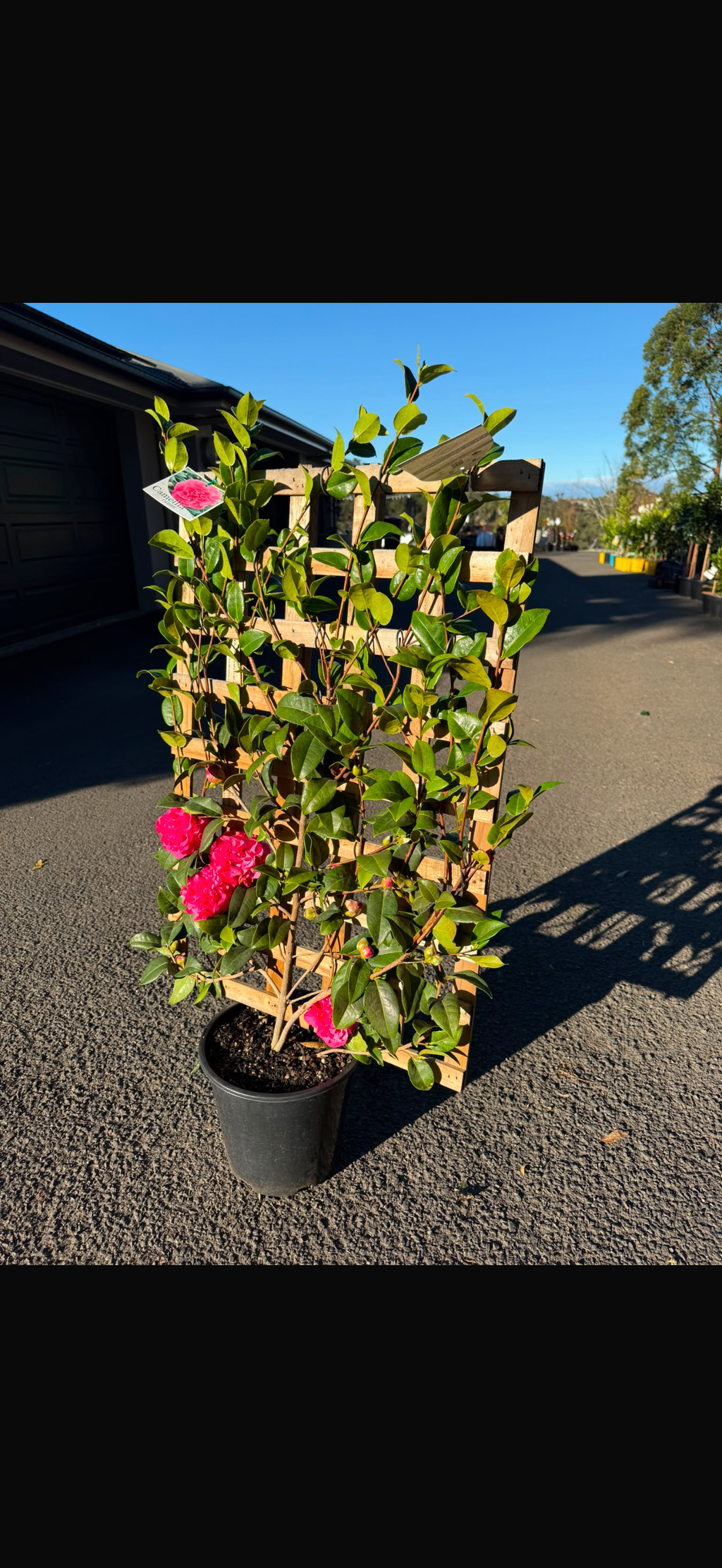 Camellia Debbie Espalier