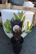 Protea ‘Cream Milk’