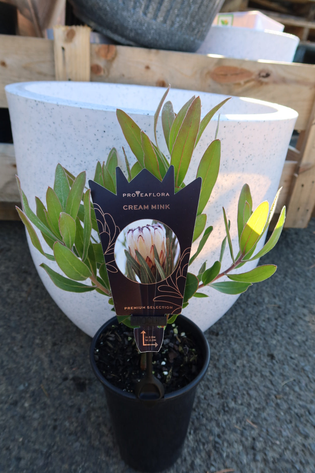 Protea ‘Cream Milk’