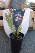 Protea ‘Harlequin’