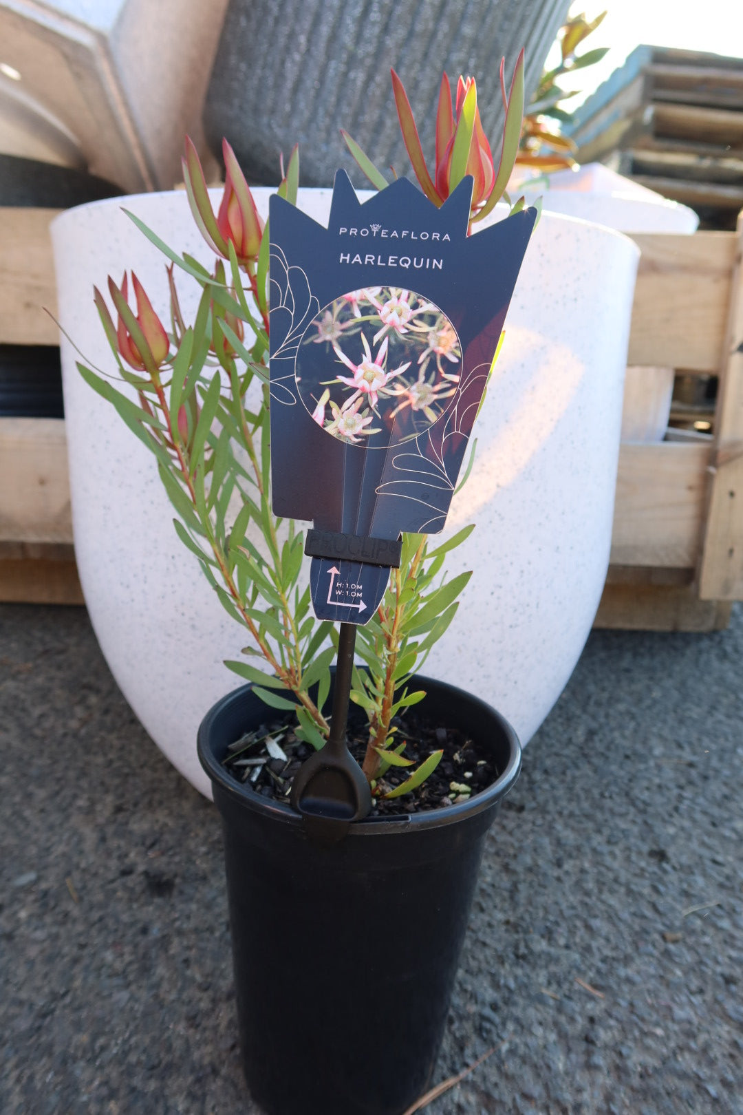 Protea ‘Harlequin’