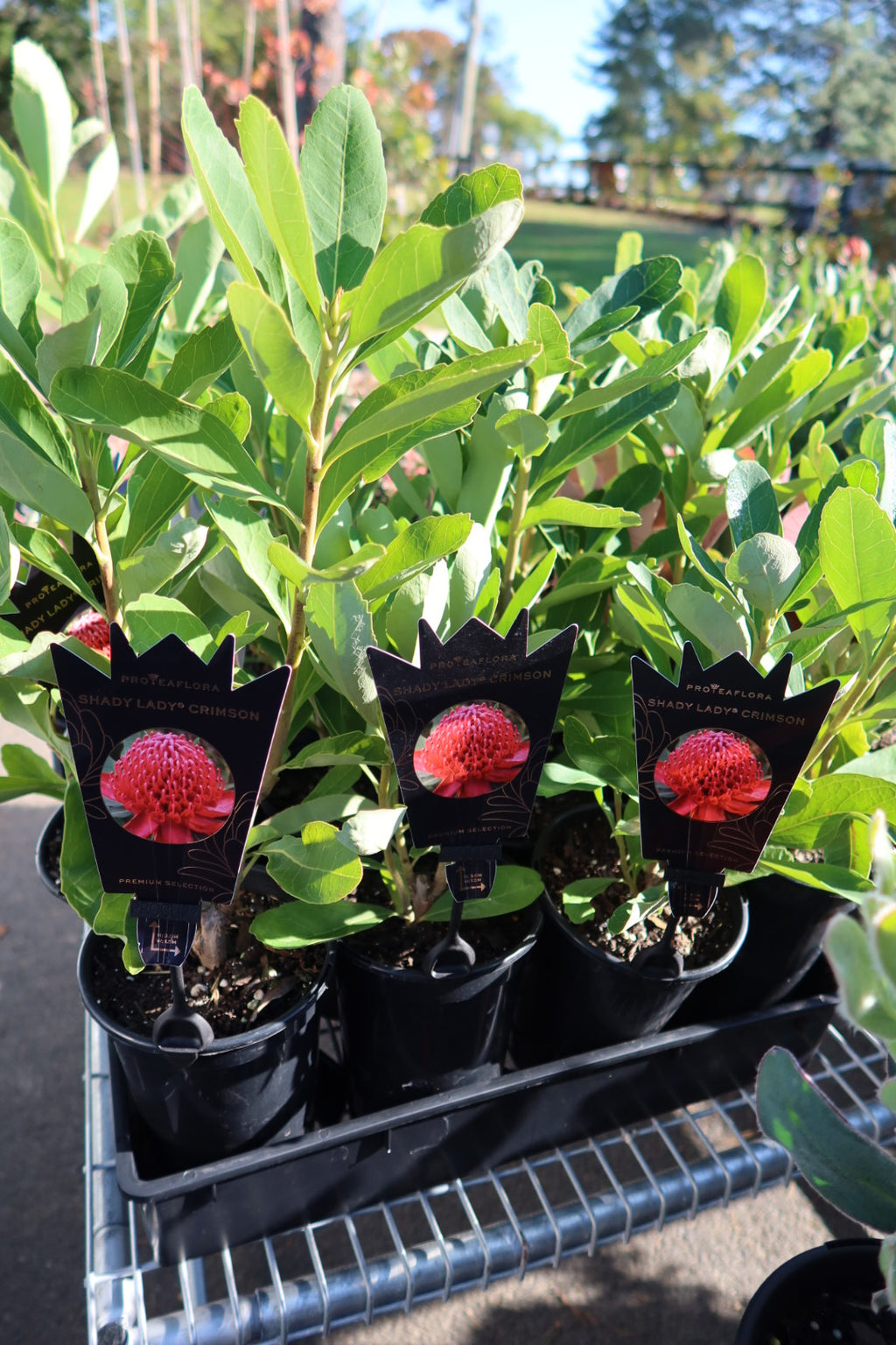 Waratah ‘Shady Lady Crimson’