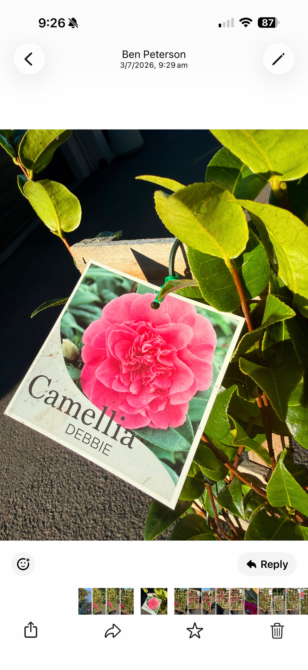 Camellia Debbie Espalier