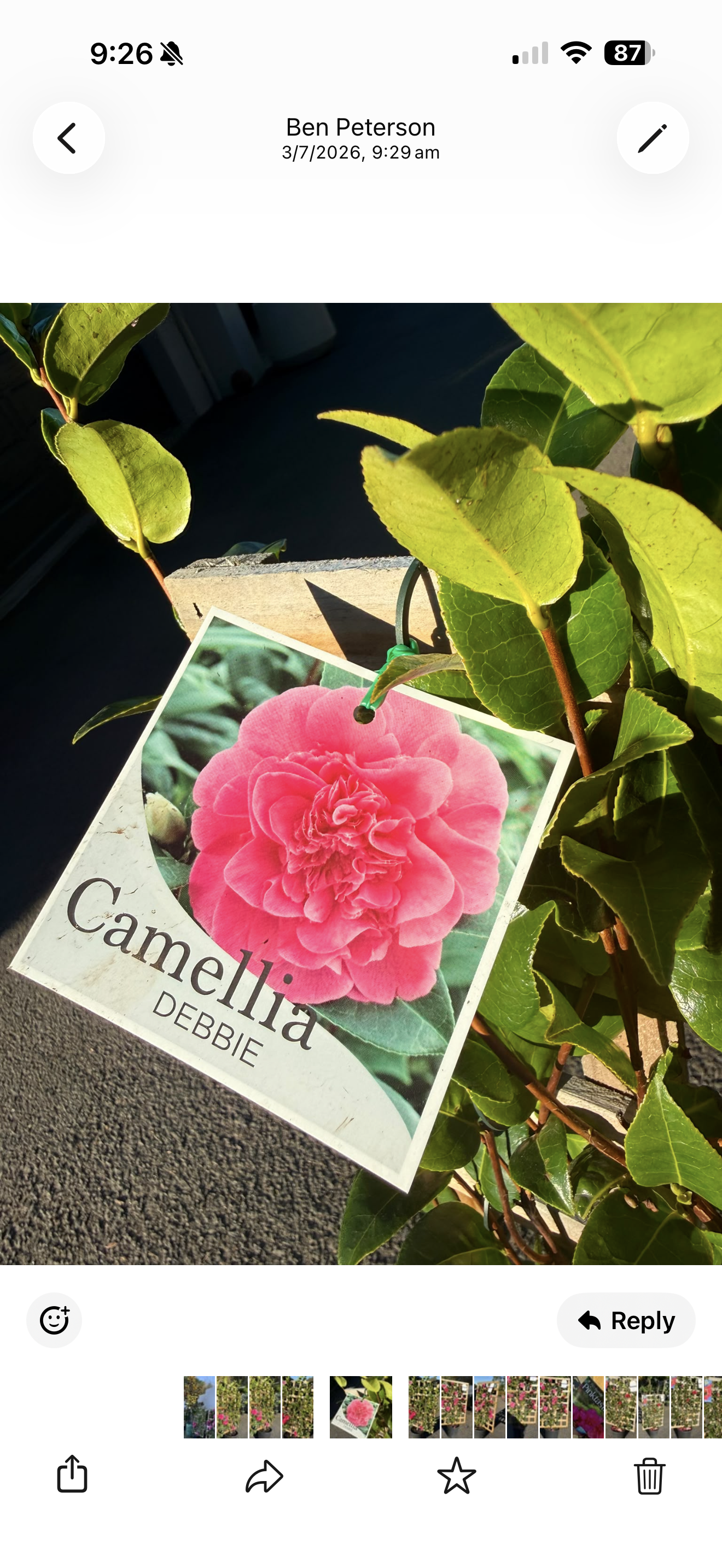 Camellia Debbie Espalier