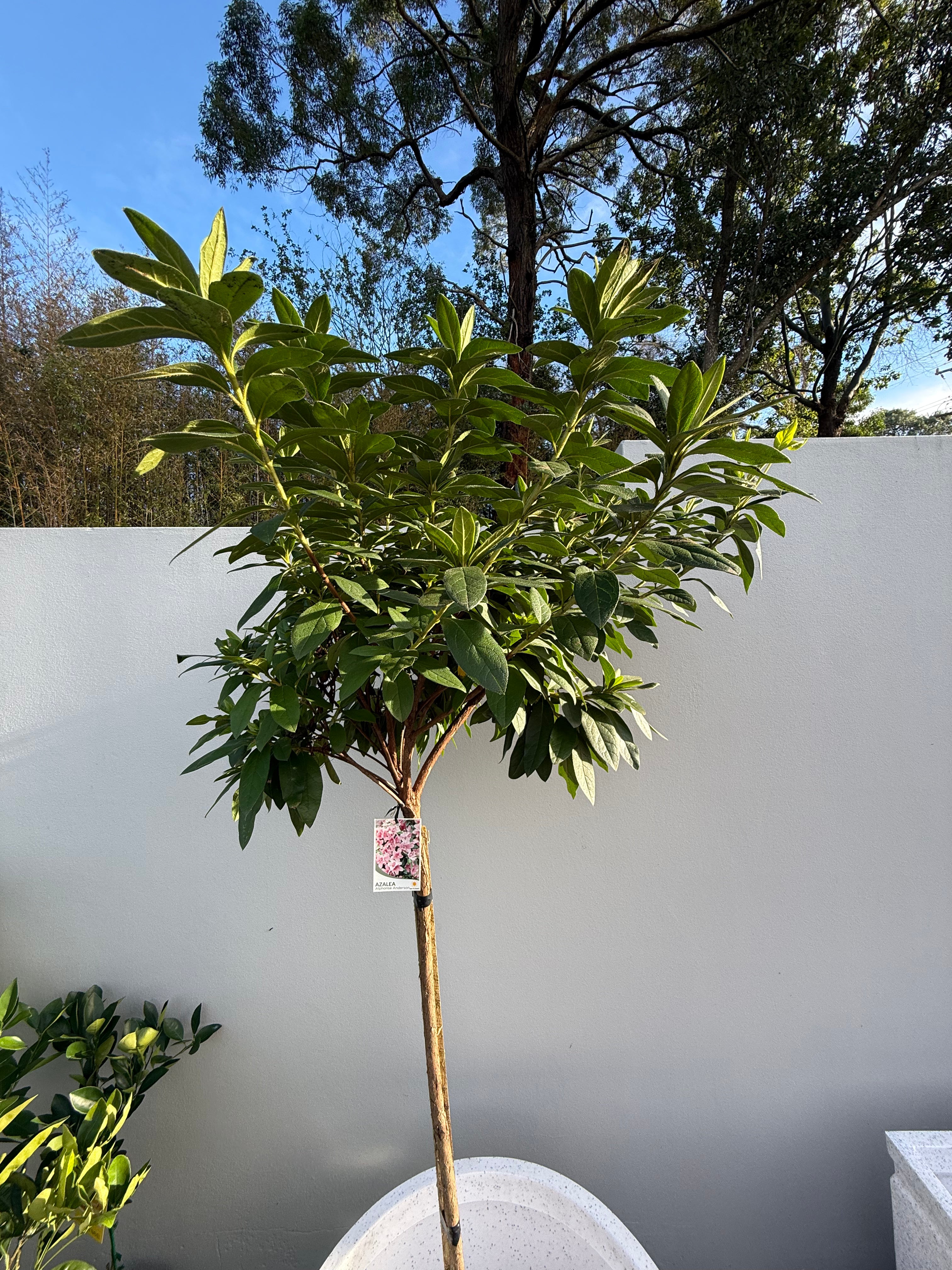 Azalea ‘Alphonse Anderson’