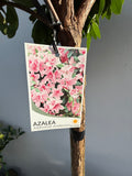 Azalea ‘Alphonse Anderson’