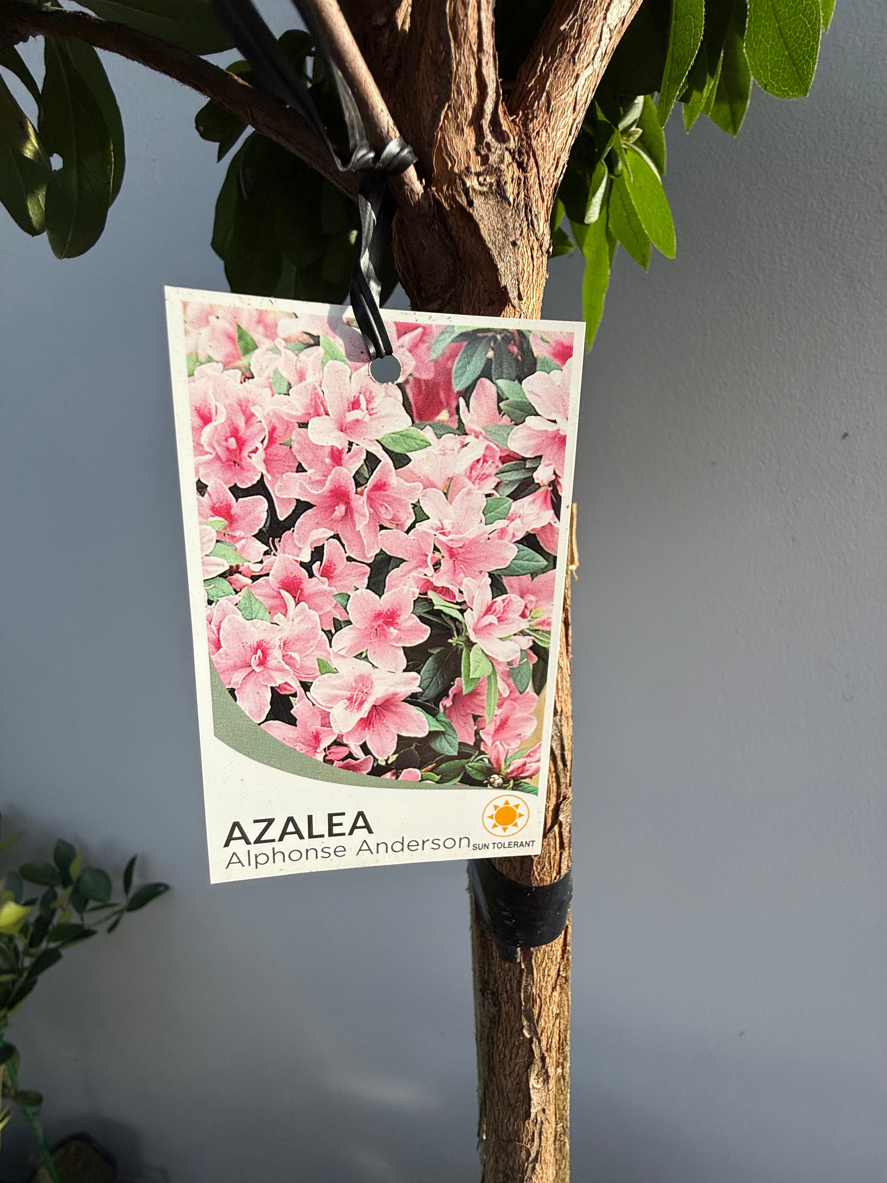 Azalea ‘Alphonse Anderson’