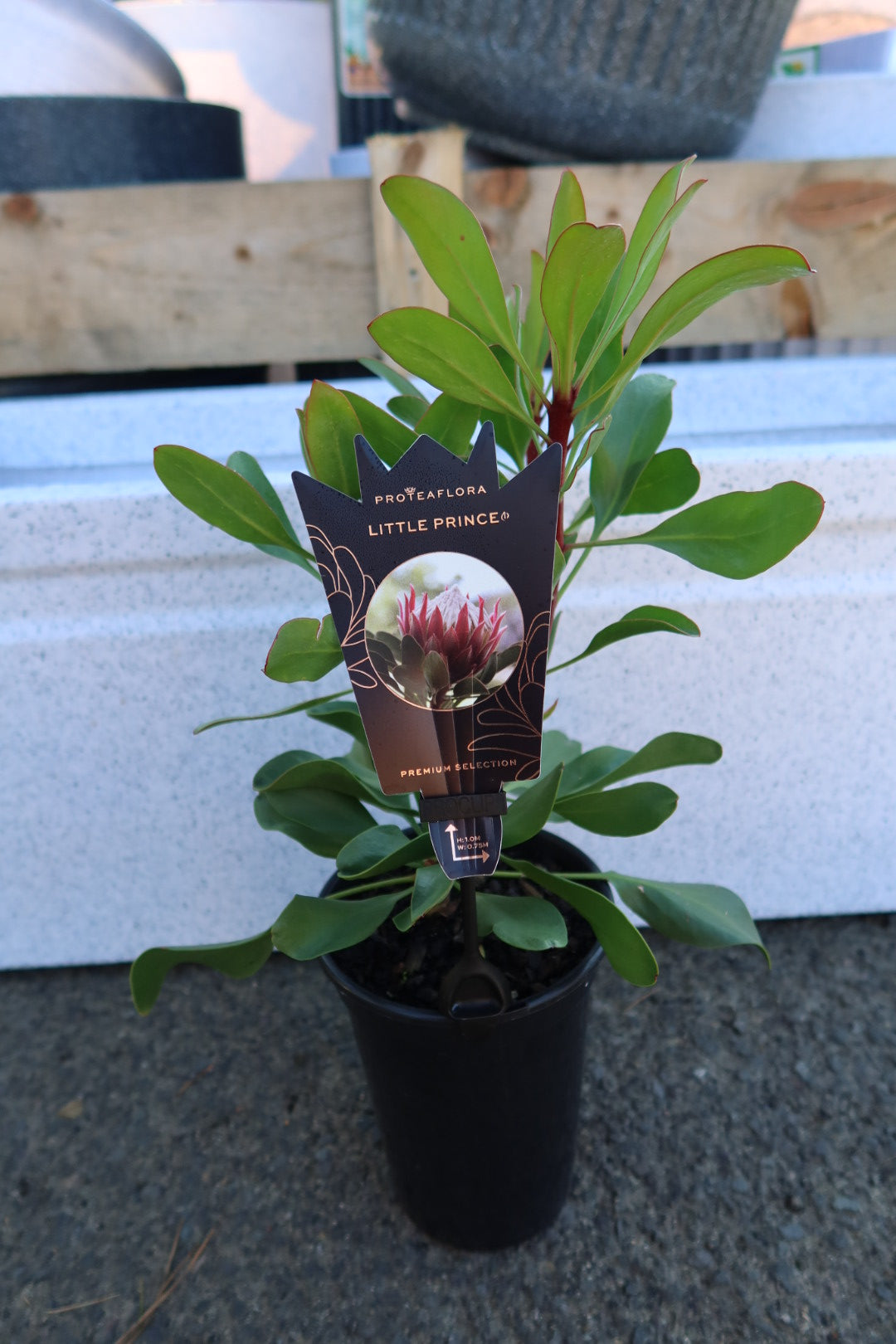 Protea ‘Little Prince’