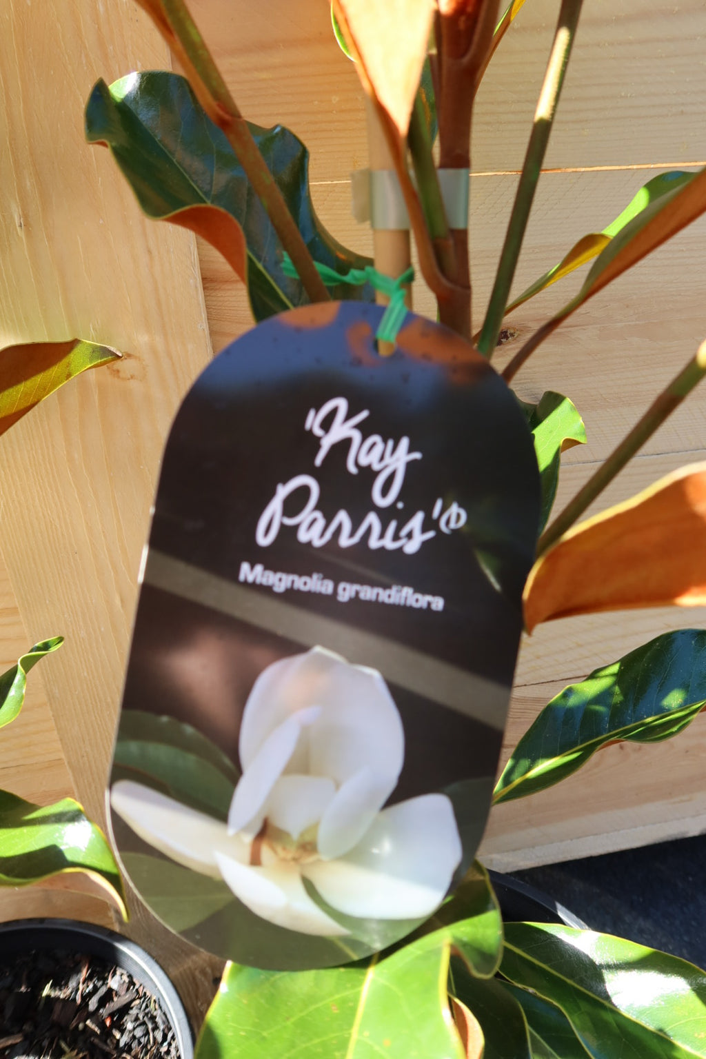 Magnolia ‘Kay Paris’