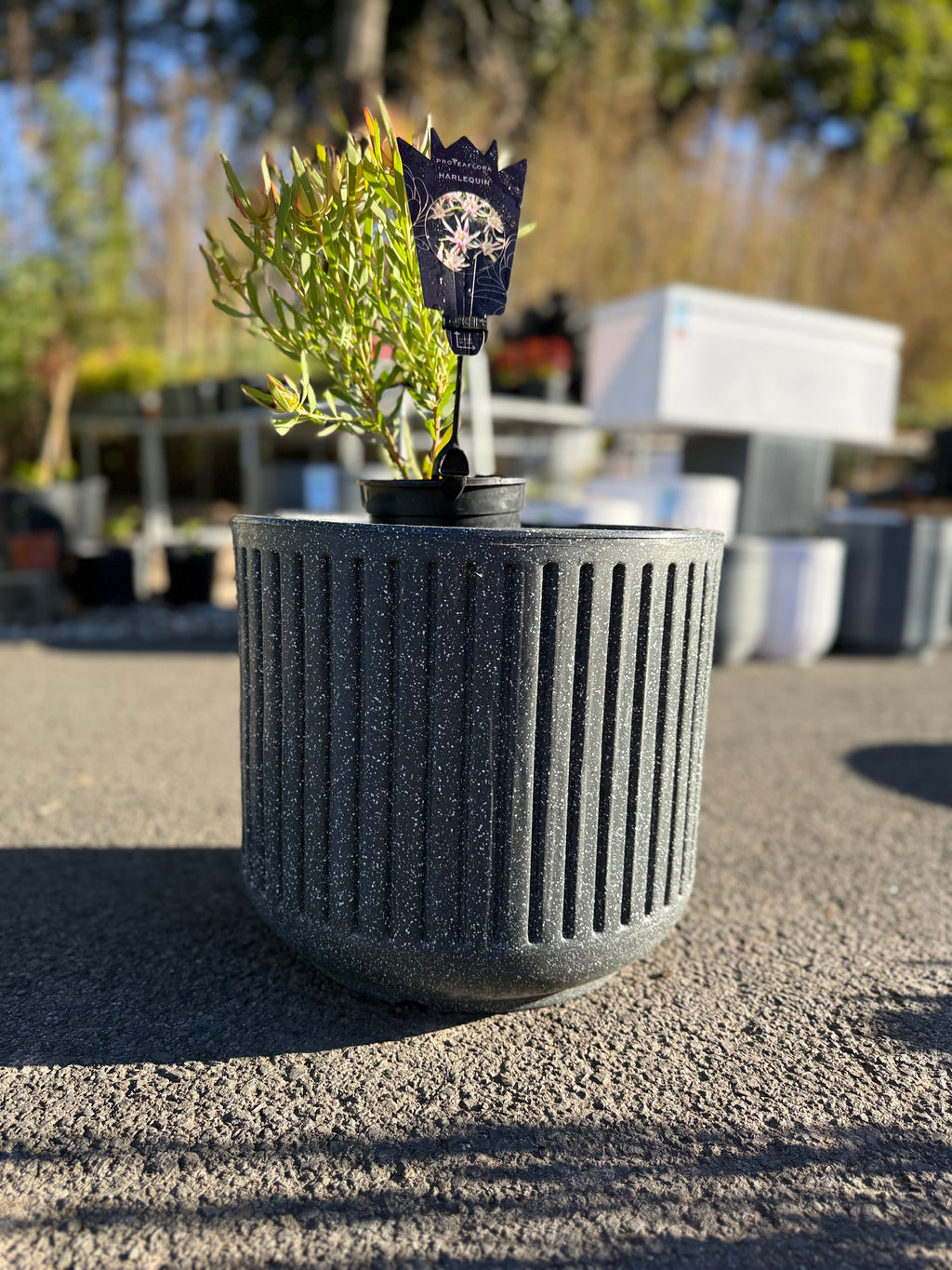 Large Cosmic Planter Pot