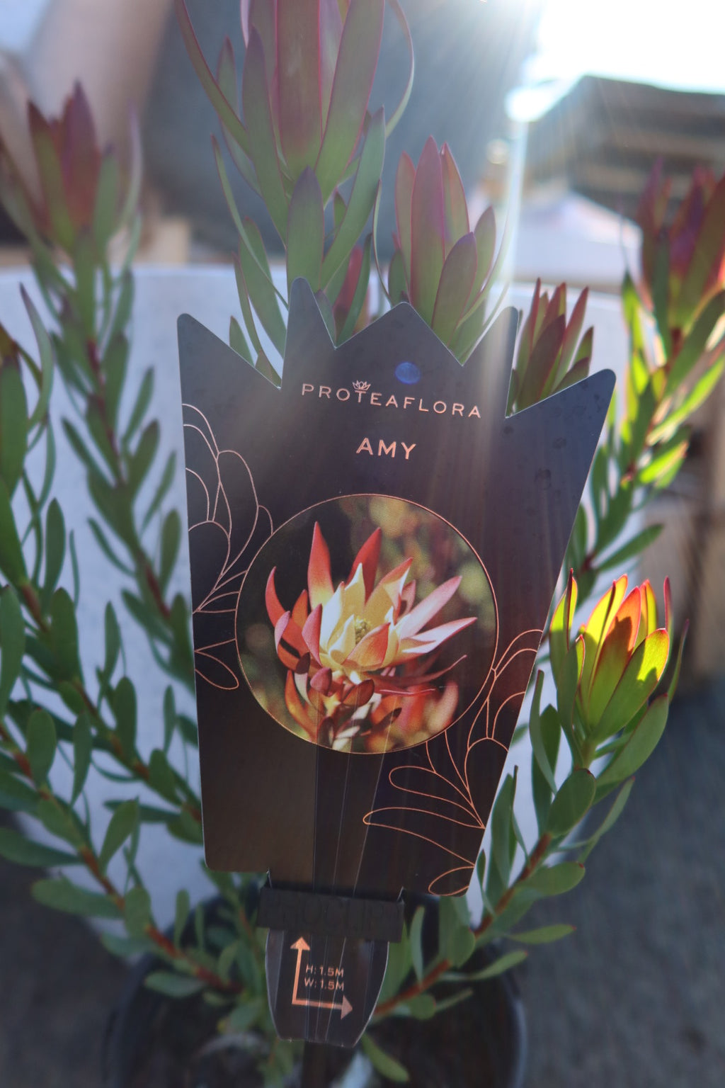 Protea ‘Amy’