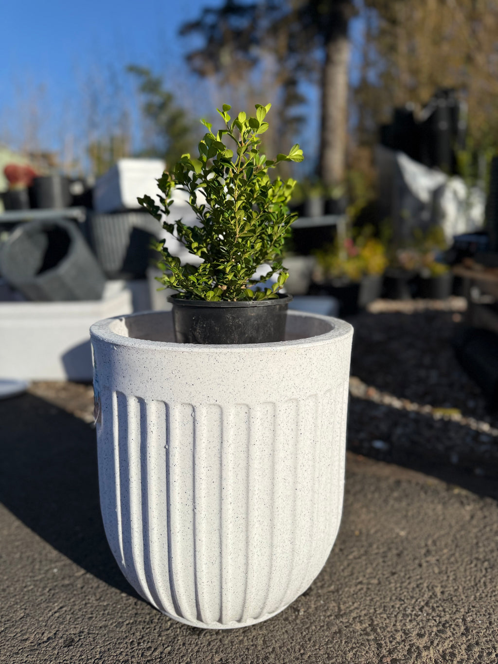 Egg Shaped Pot (Medium Size)