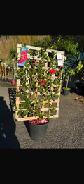 Camellia Sasanqua Espalier
