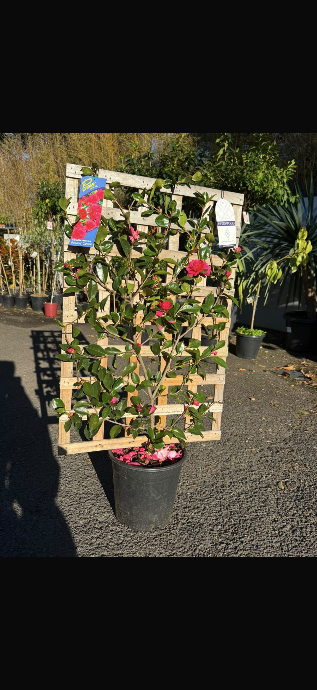 Camellia Sasanqua Espalier