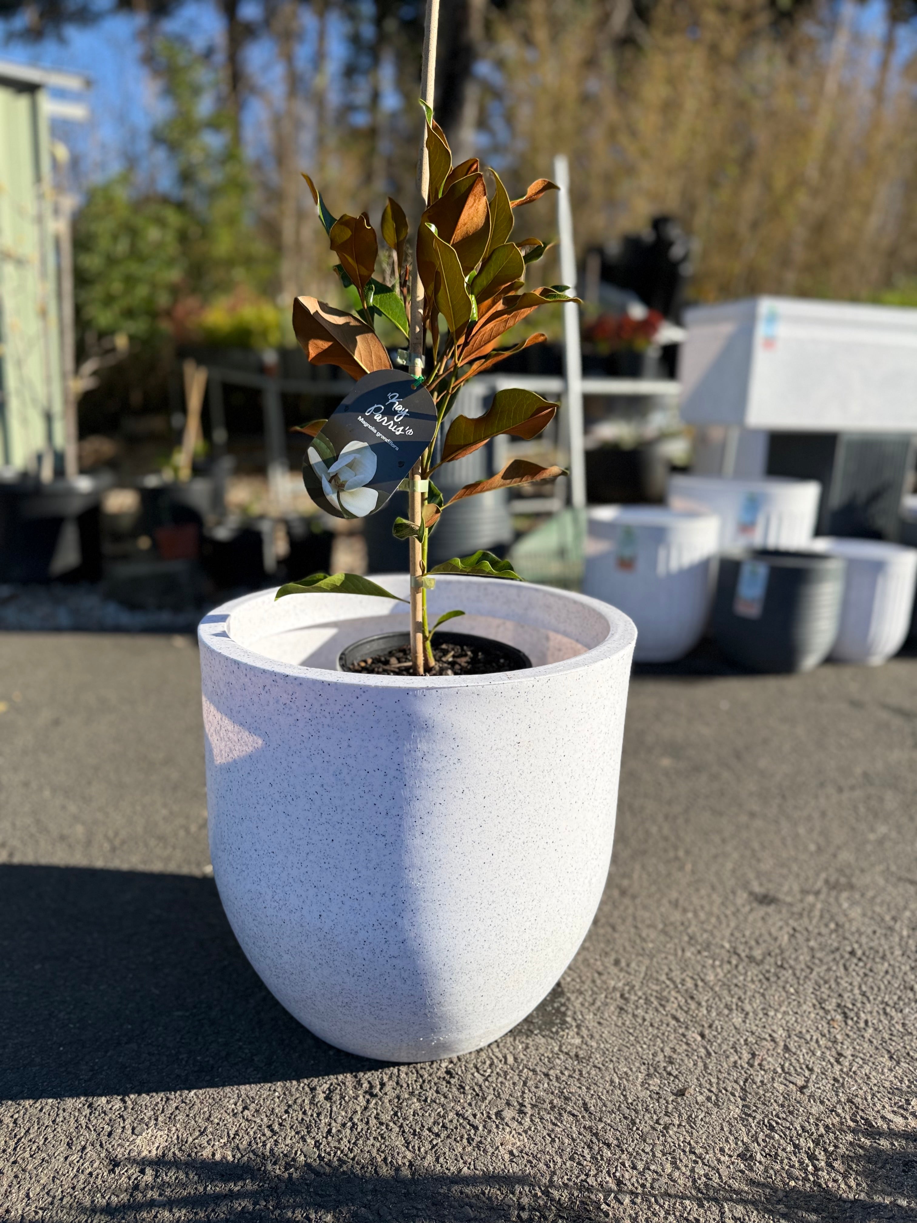 Pluto Planter Box (Small & Large)