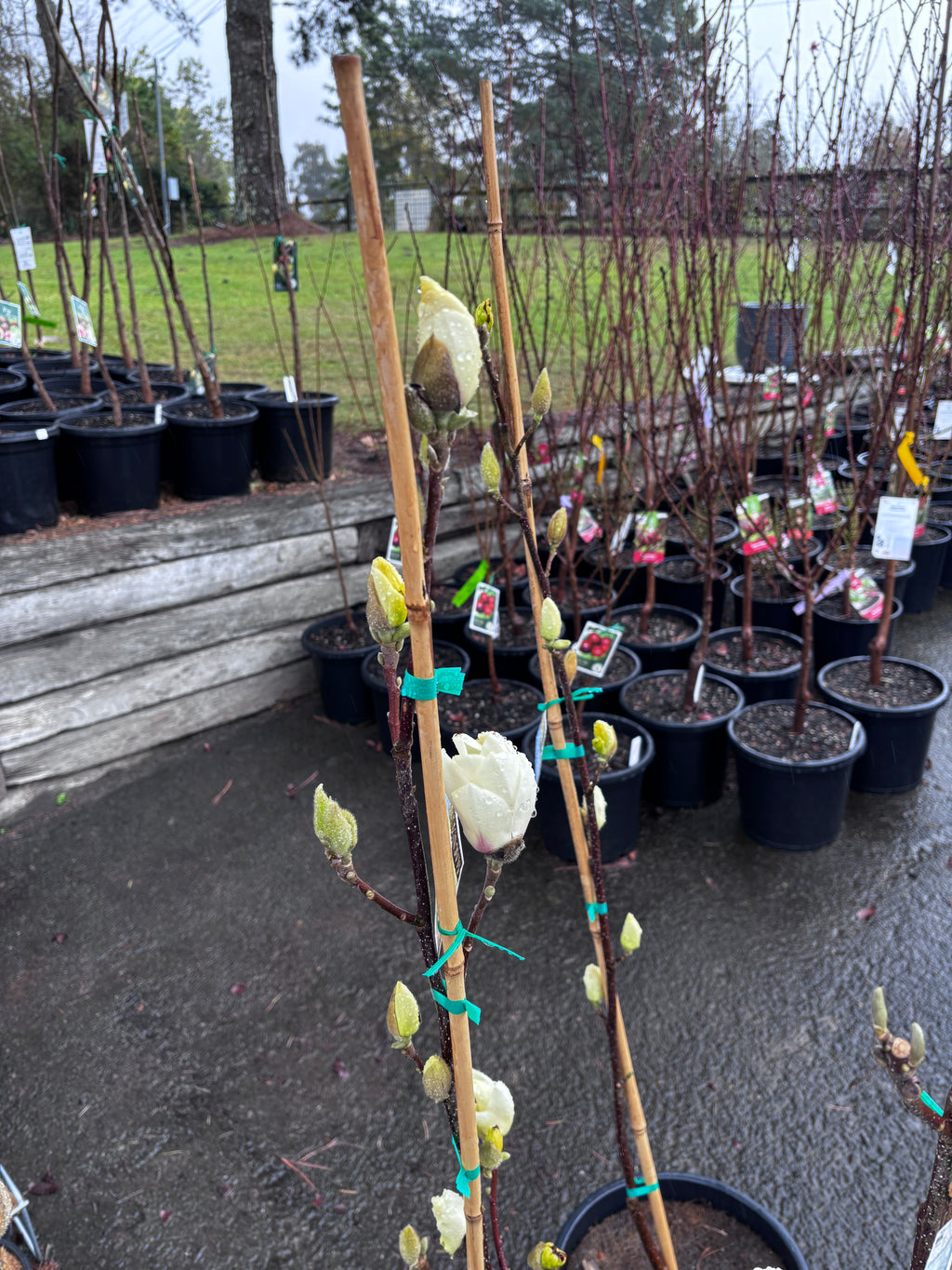 Magnolia Denudata - Yulan Magnolia