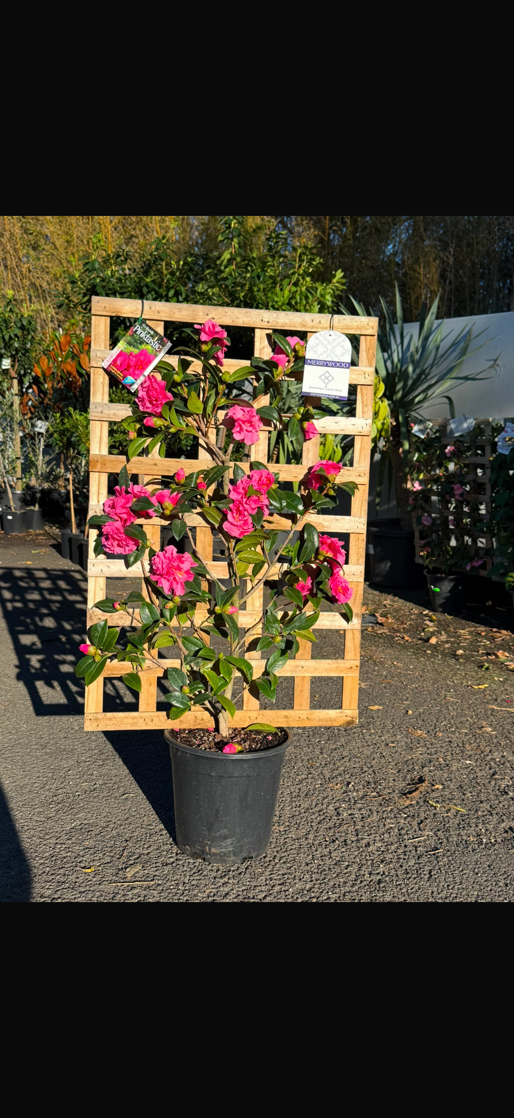 Camellia Pinktastic Espalier