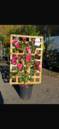 Camellia Pinktastic Espalier