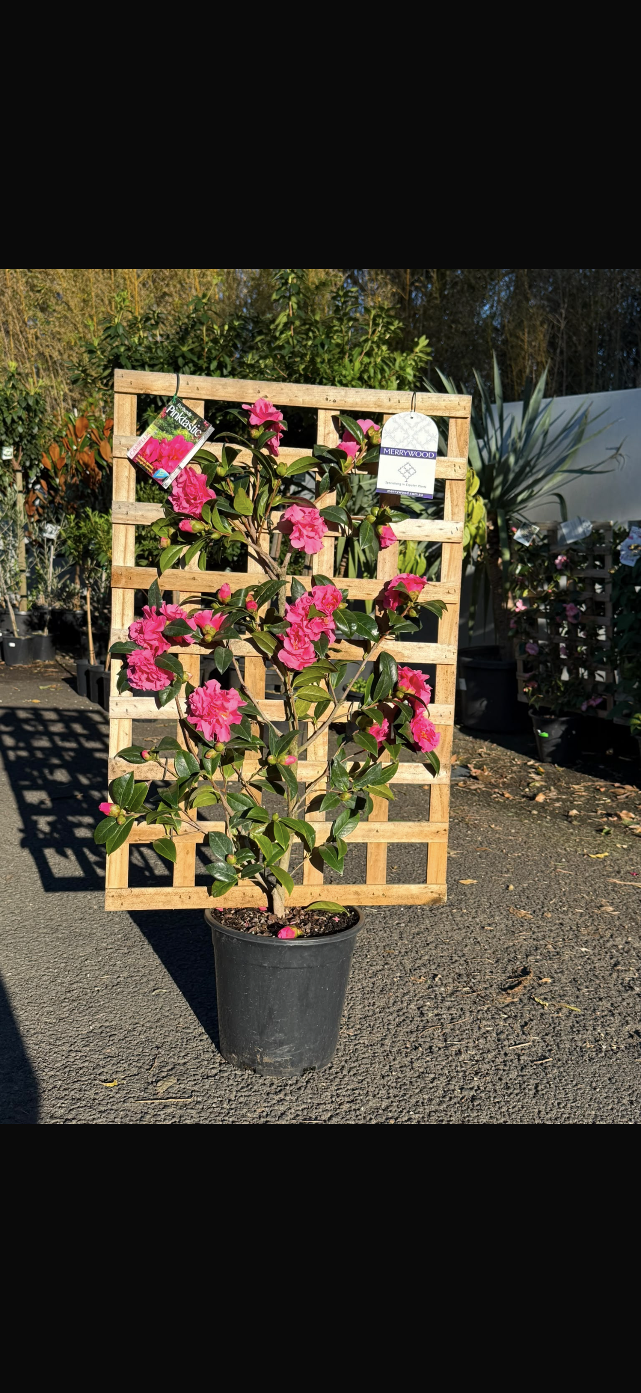 Camellia Pinktastic Espalier