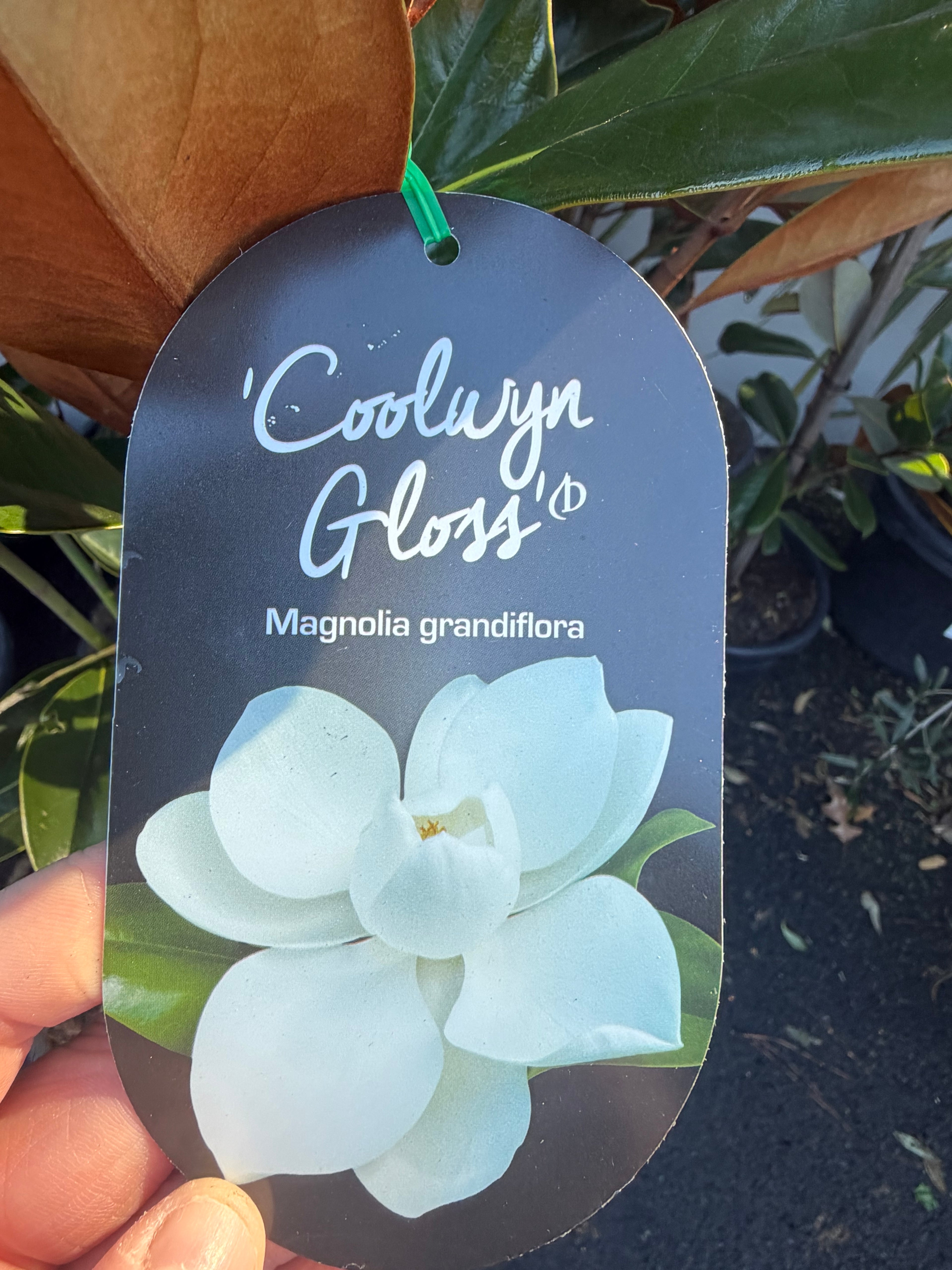 Magnolia ‘Coolwyn Gloss’