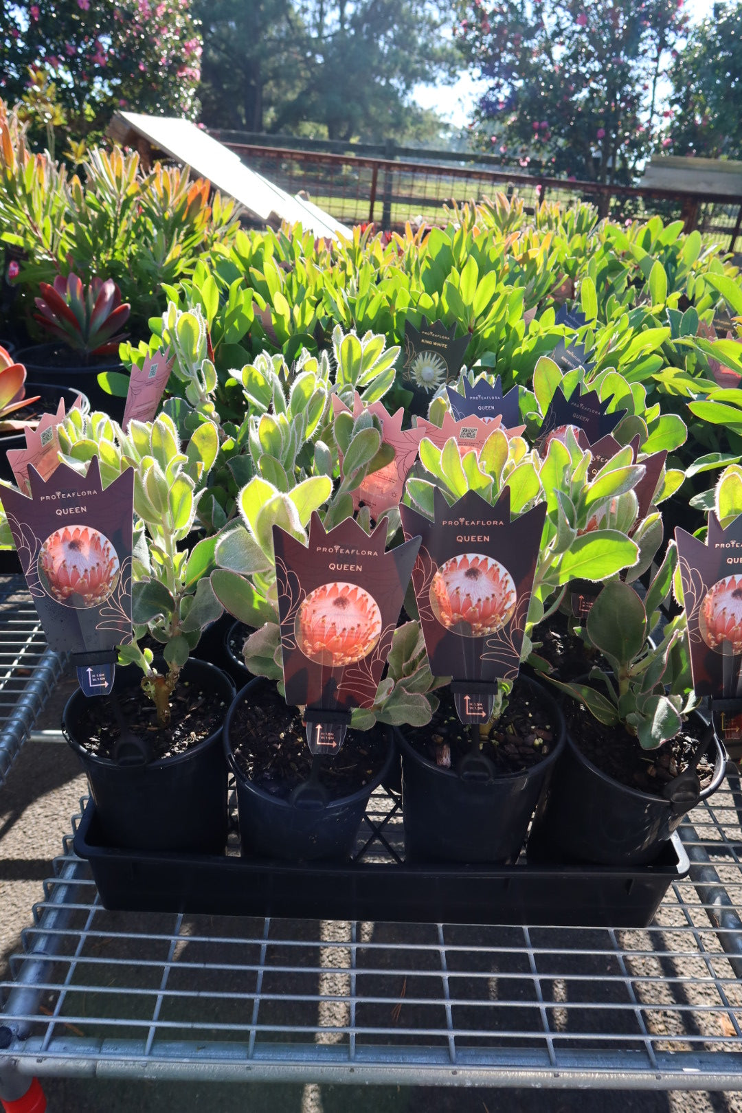 Protea ‘Queen’