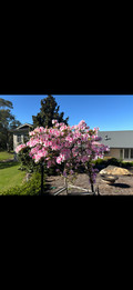 Azalea ‘Alphonse Anderson’
