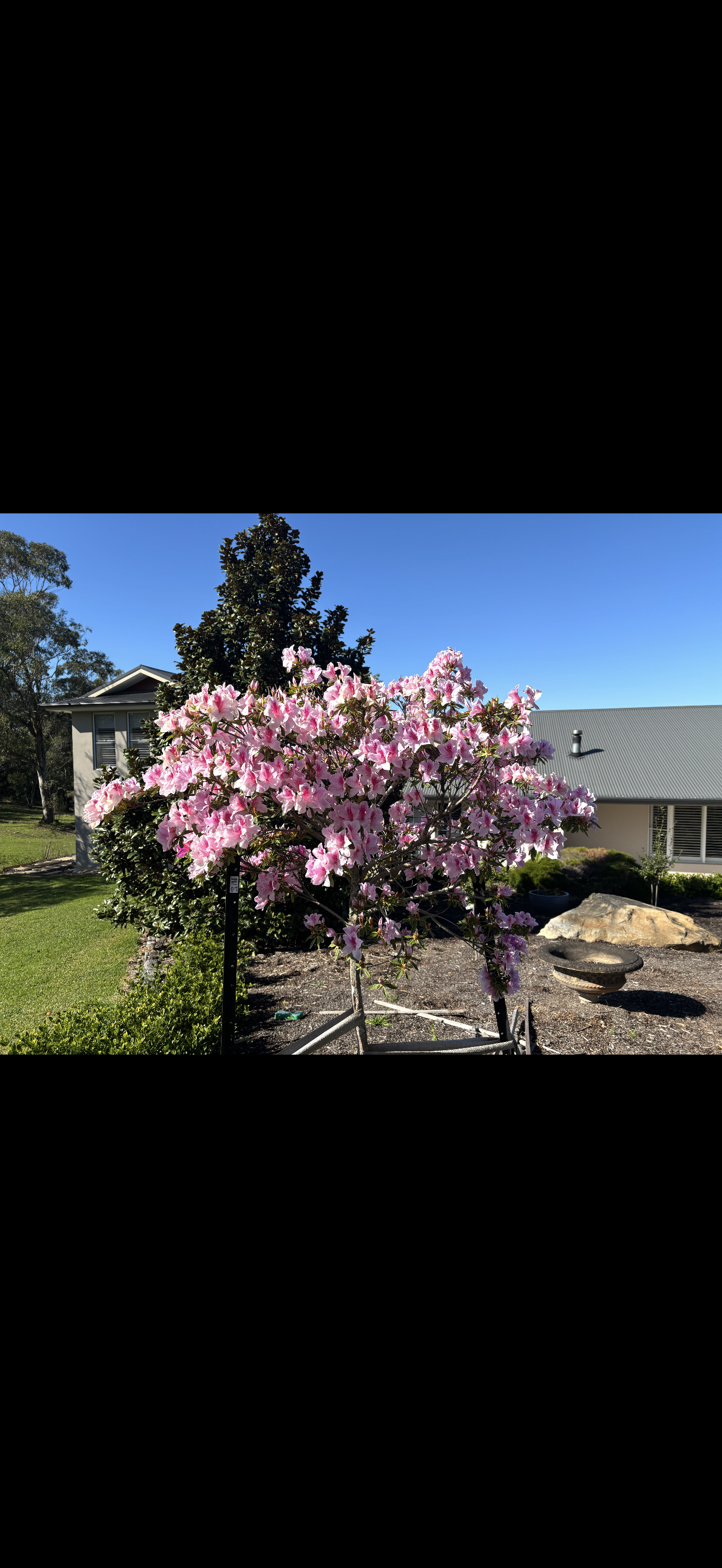 Azalea ‘Alphonse Anderson’