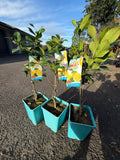 Grafted Dwarf Lemonade Tree