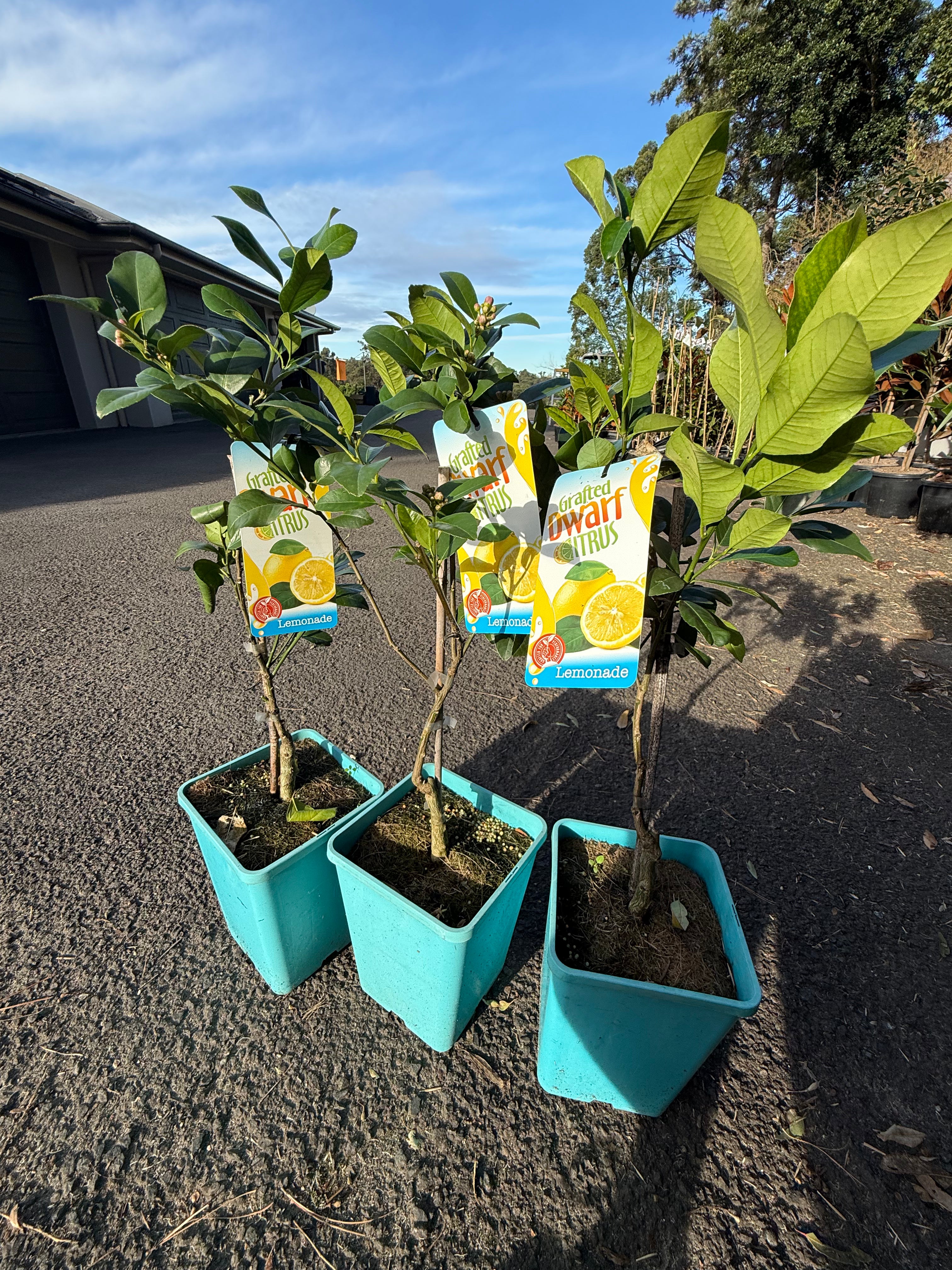 Grafted Dwarf Lemonade Tree