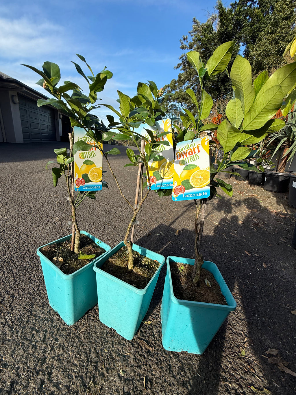 Grafted Dwarf Lemonade Tree