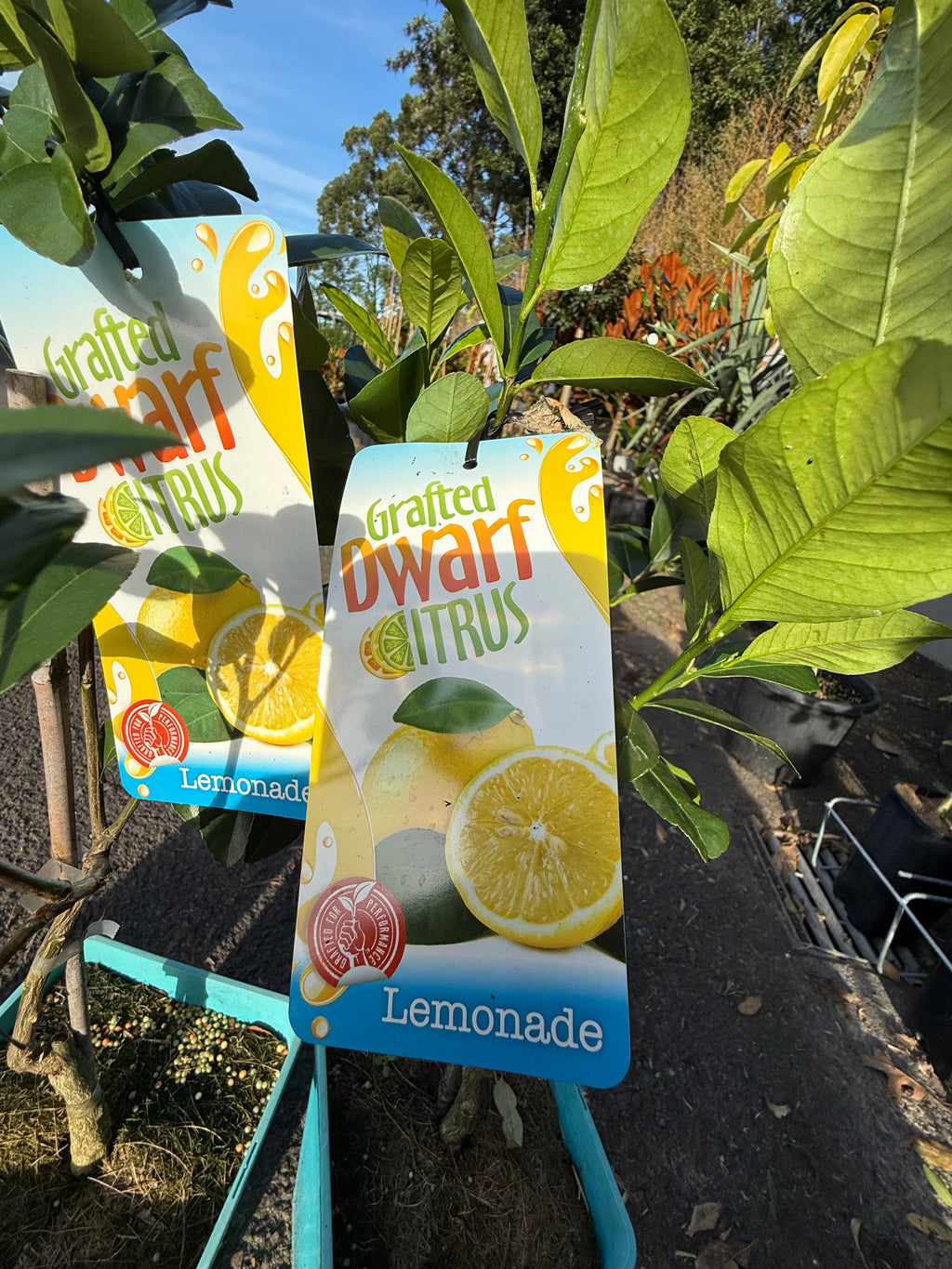 Grafted Dwarf Lemonade Tree