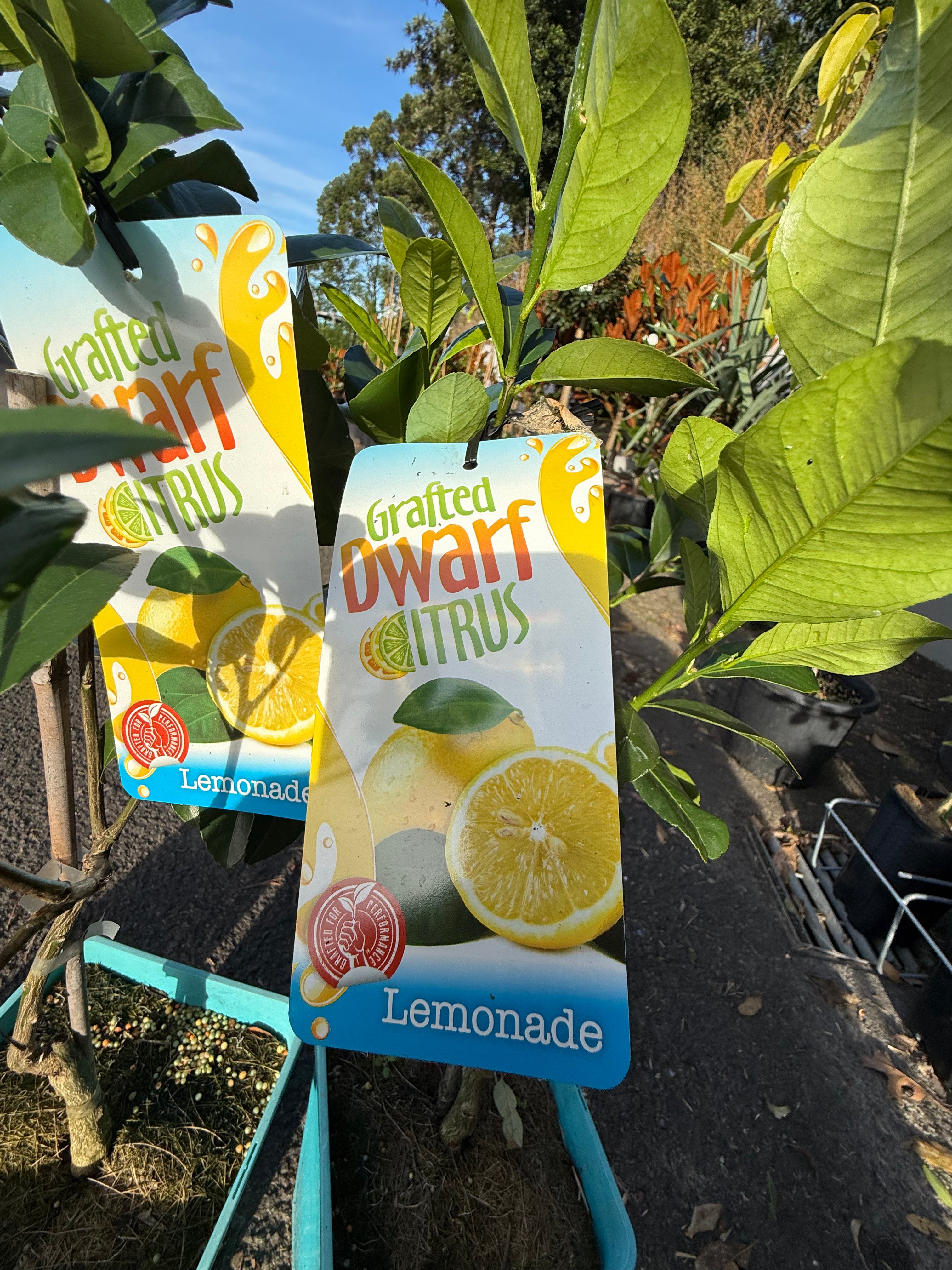 Grafted Dwarf Lemonade Tree