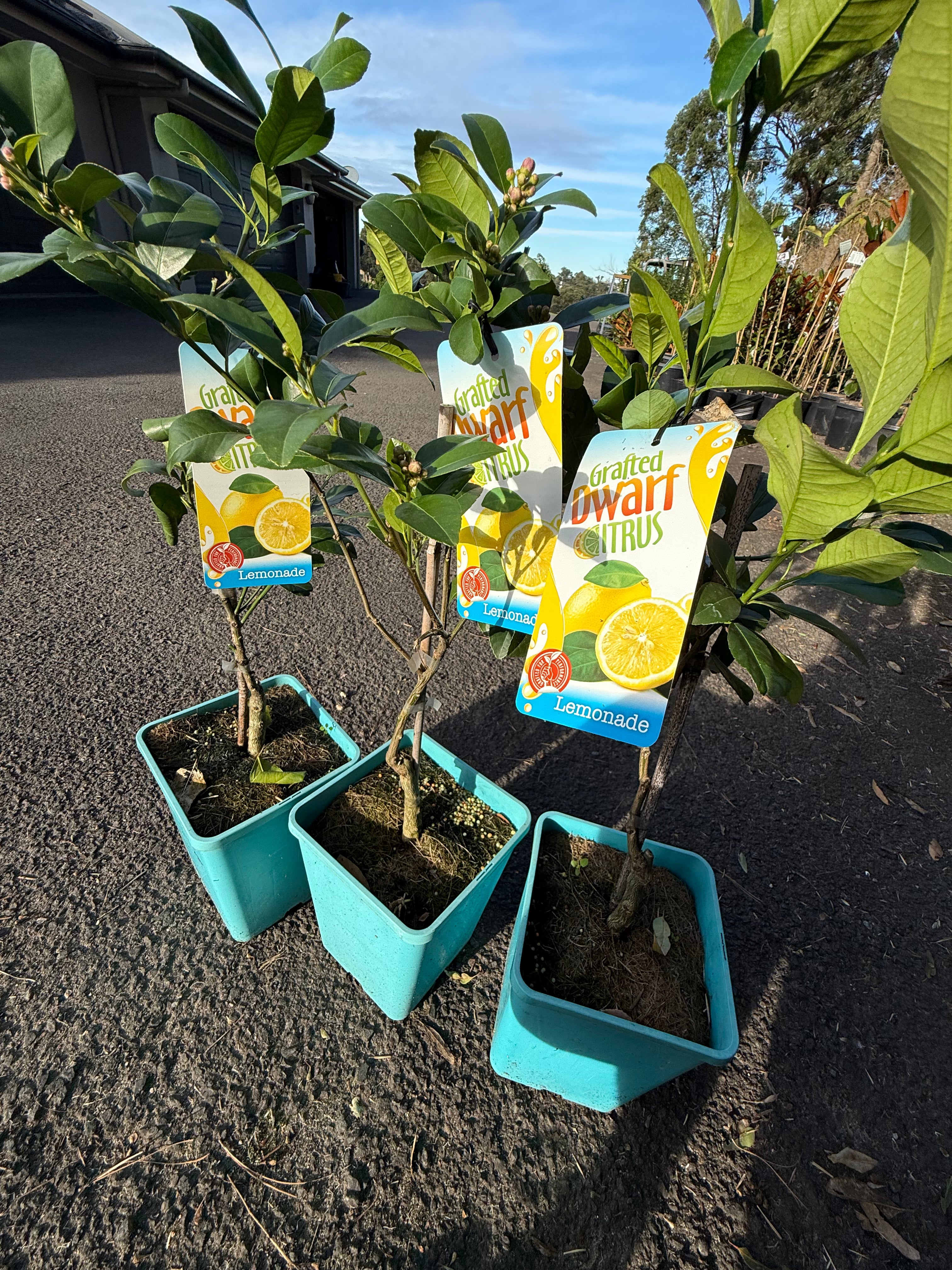 Grafted Dwarf Lemonade Tree