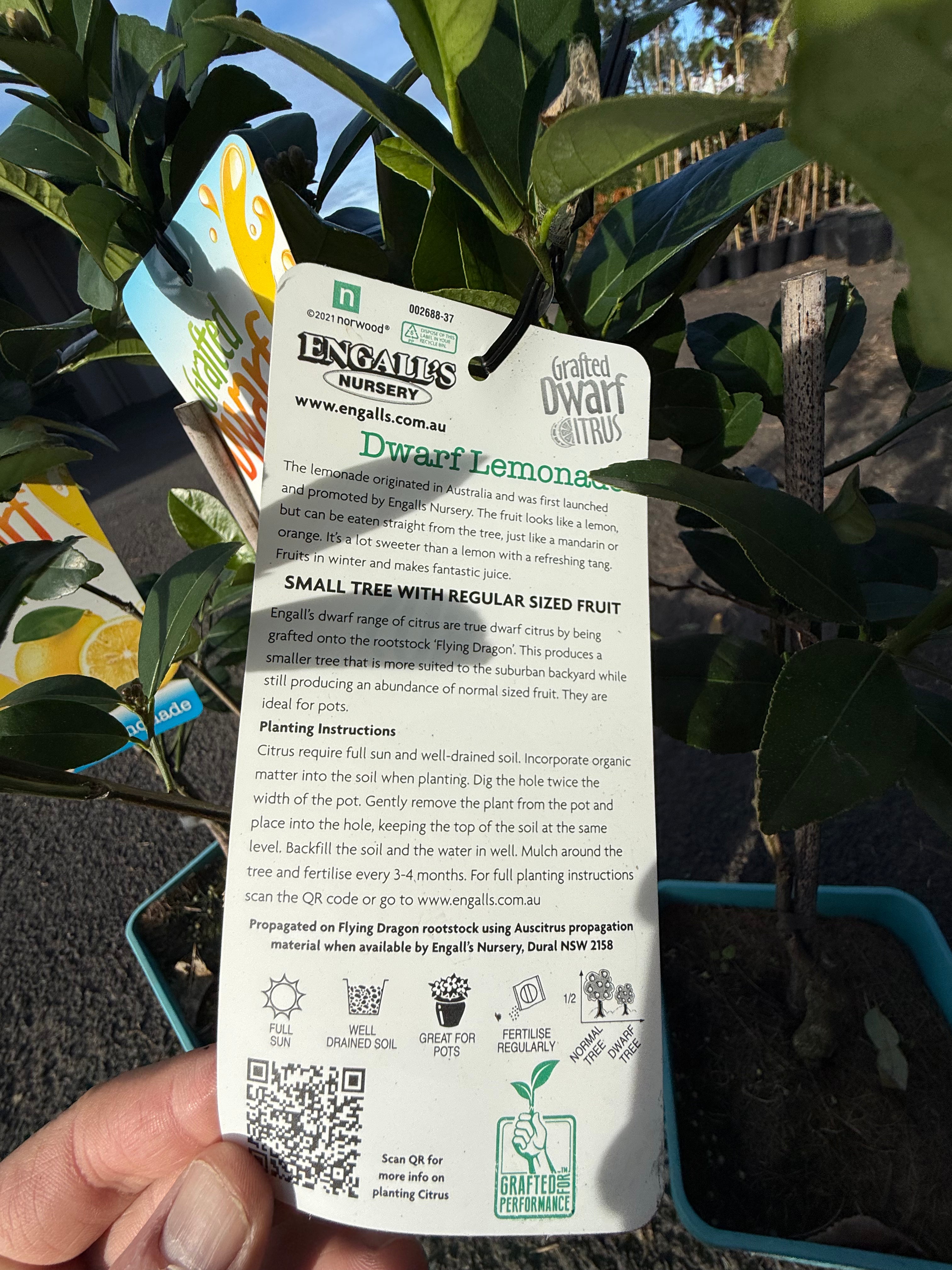 Grafted Dwarf Lemonade Tree