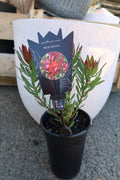 Protea ‘Red Devil’