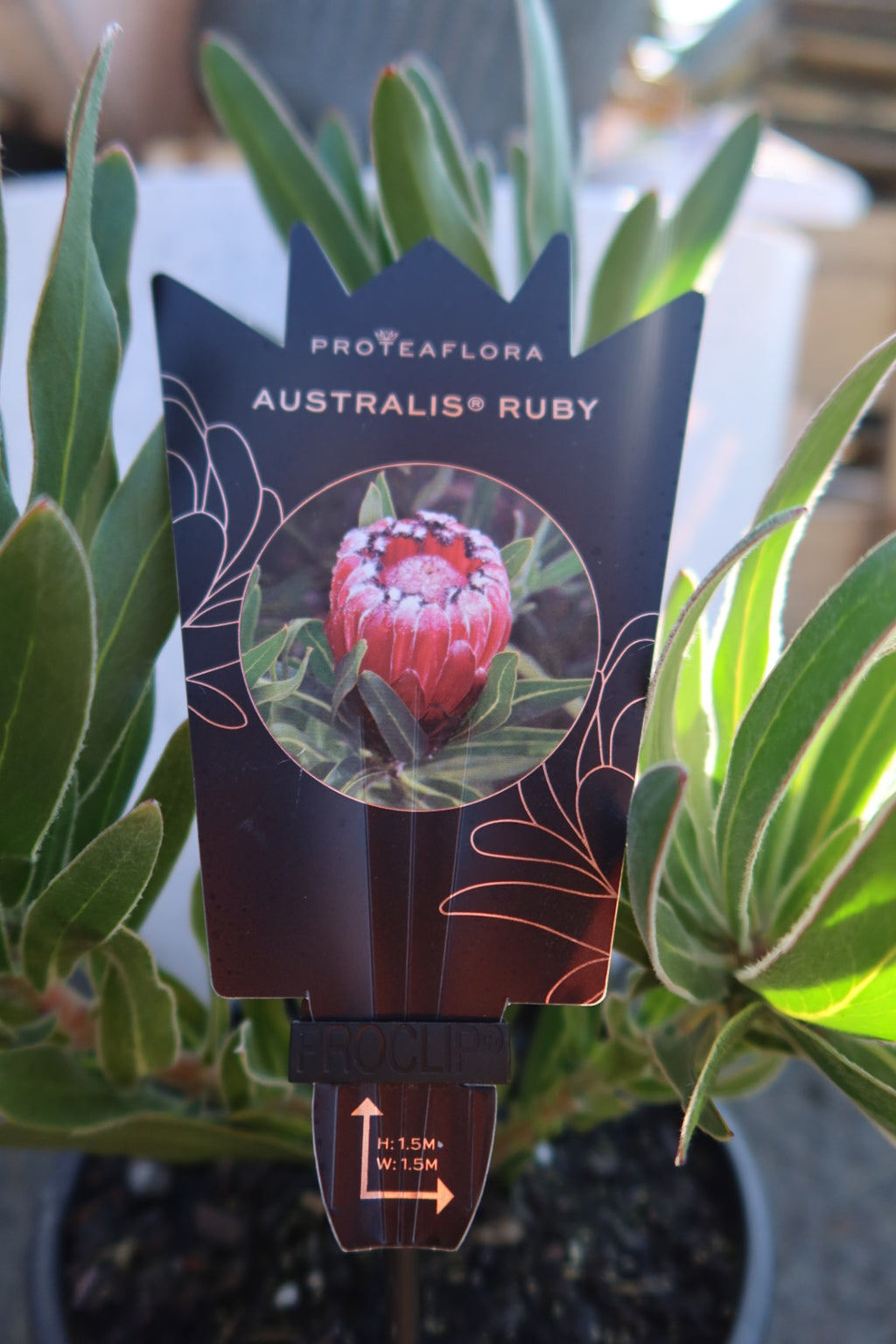 Australis ‘Ruby’